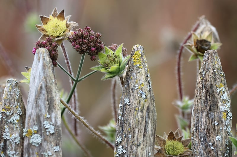 Expert Gardening Advice